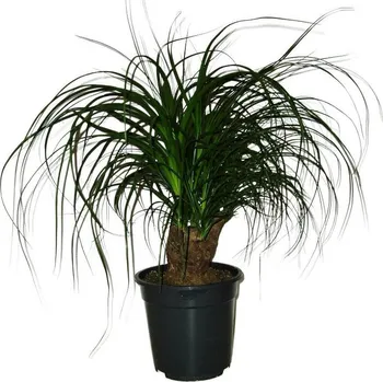 Sazenice Nolina speciální 16 - 3 kmeny - originální foto