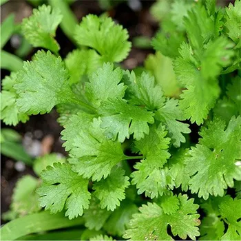 Koriandr list Hmotnost: 20 g