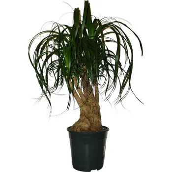 Sazenice Nolina speciální 20 - 4 kmeny - originální foto