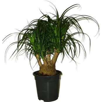 Sazenice Nolina speciální - 4 kmeny - originální foto