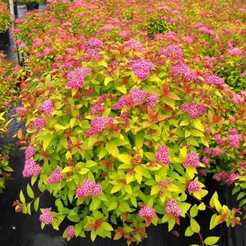 Sazenice TAVOLNÍK JAPONSKÝ 'MAGIC CARPET' kont. 3L