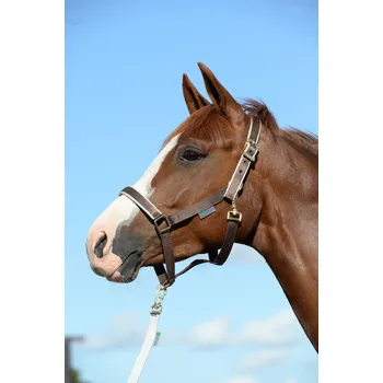 Bucas Ohlávka Dublin Bucas, hříběcí, chocolate/silver HŘÍBĚ