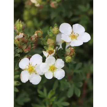 Sazenice Mochna křovitá 'Snowflake' 20-40 cm Ko 12 cm