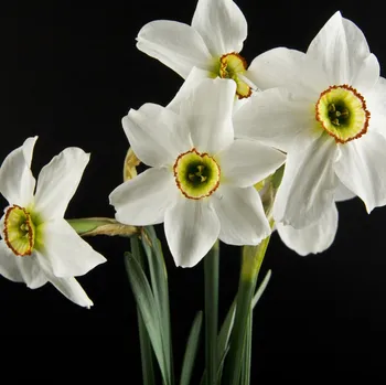 Semeno Narcis Poeticus Pheasant Eye Recurvus - Narcissus L. - cibule narcisu - 3 ks