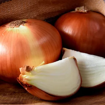 Semeno Cibule ozimá Hiberna - Allium cepa - semena cibule - 250 ks