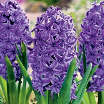 Semeno Hyacint plnokvětý Lili Purple - Hyacinthus - cibule hyacintu - 1&nbsp;ks