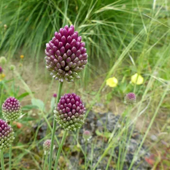 Semeno Česnek okrasný - Allium Sphaerocephalon - cibule okrasného česneku - 3 ks