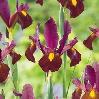 Semeno Kosatec Red Ember - Iris hollandica - cibulky kosatce - 3 ks