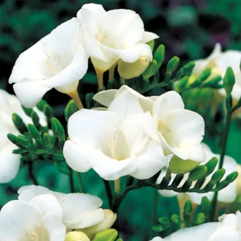 Semeno Frézie bílá - Freesia - hlízy frézie - 3 ks