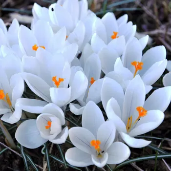Semeno Krokus Jeanne d Arc - Crocus vernus - hlízy krokusu - 3 ks