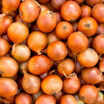 Semeno BIO Cibule jarní žlutá - Allium cepa - bio semena cibule - 500 ks
