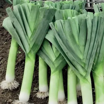 Semeno Pór Herbstriesen 2 - Allium porrum - semena póru - 200 ks