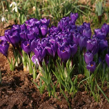 Semeno Krokus Remembrance - Crocus vernus - hlízy krokusu - 3 ks