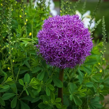 Sazenice Česnek Aflatunense - Allium aflatunense - cibule okrasného česneku - 3 ks