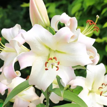 Semeno Lilie Pretty Woman - Lilium - cibule lilie - 1&nbsp;ks