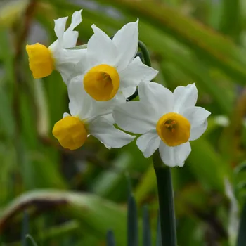 Semeno Narcis Canaliculatus - Narcissus - cibule narcisu - 3 ks