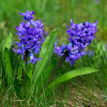 Sazenice Hyacint Blue Pearl - Hyacinthus - cibule hyacintu - 1 ks