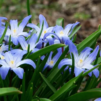 Semeno Ladonička Blue Giant - Chionodoxa forbesii - cibule ladoničky - 5 ks