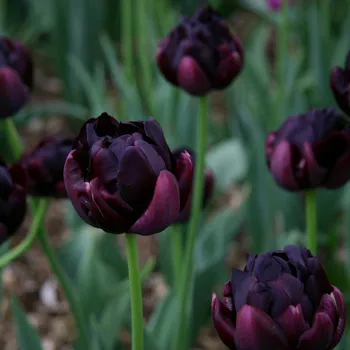 Semeno Tulipán Black Hero - Tulipa - cibule tulipánu - 3&nbsp;ks