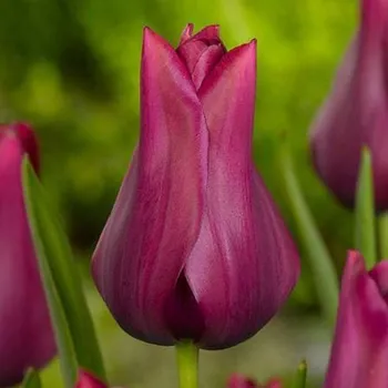 Sazenice Tulipán Merlot - Tulipa - cibule tulipánu - 3 ks