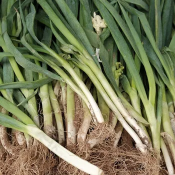 Semeno Pór zimní Titus - Allium porrum - semena póru - 200 ks