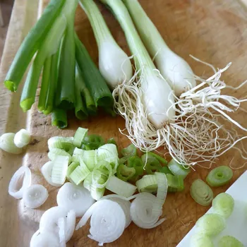 Semeno BIO Cibule jarní Bílý Lisabon - Allium cepa - bio semena cibule - 100 ks