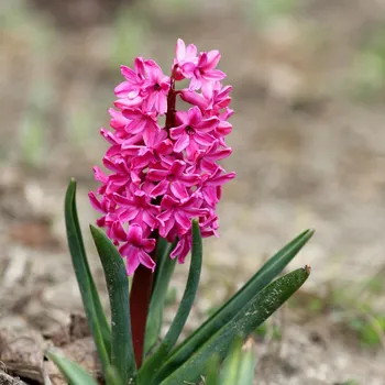 Sazenice Hyacint Miss Saigon - Hyacinthus - cibule hyacintu - 1 ks