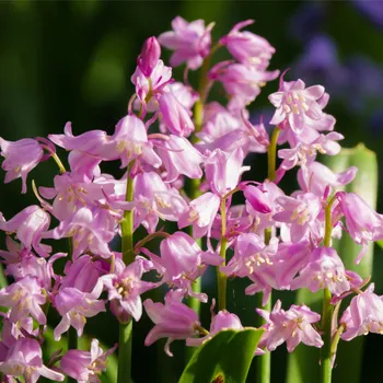 Sazenice Hyacintovec španělský růžový - Hyacinthoides hispanica - cibule hyacintovce - 5 ks