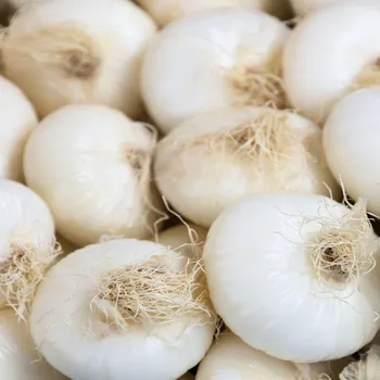 Semeno Cibule kuchyňská Ranila - Allium cepa - semena cibule - 100 ks