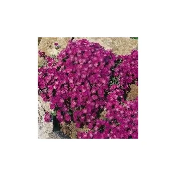 Sazenice Aubrieta hybrida Glacier Red
