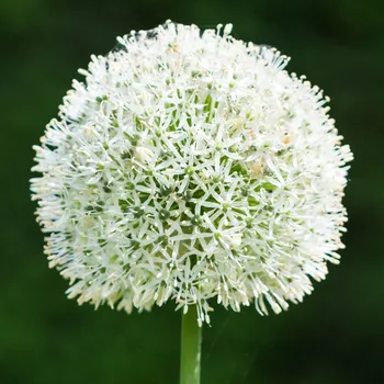 Sazenice Česnek White Giant - Allium - cibule okrasného česneku - 1 ks