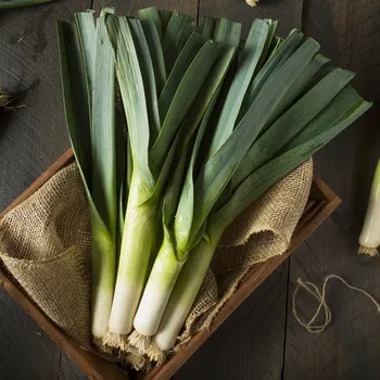 Semeno BIO Pór Hannibal - Allium porum - bio semena póru - 30 ks