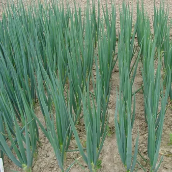 Semeno Cibule sečka Entita - Allium fistulosum L. - semena cibule - 150 ks
