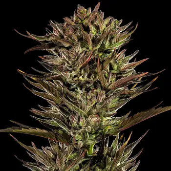 Semeno Barney´s Farm - Thin Mint x Sour Pinot Auto 1 ks