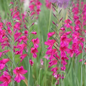 Sazenice Mečík obecný - Gladiolus byzantinus - hlízy mečíku - 3 ks
