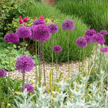 Sazenice Česnek okrasný fialový - Allium purple sensation - cibule okrasného česneku - 3 ks
