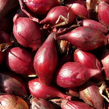 Semeno BIO Cibule Rossa di Firenze - Allium cepa - bio semena cibule - 100 ks