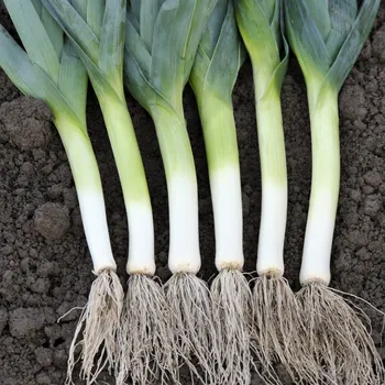 Semeno Pór pravý Starozagorski Kamuš - Allium porrum - semena póru - 200 ks