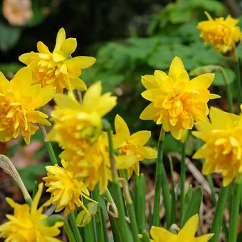 Semeno Narcis Tete Deluxe - Narcissus - cibule narcisu - 3 ks