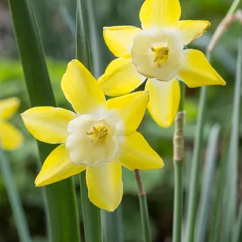 Semeno Narcis Hillstar - Narcissus - cibule narcisu - 3 ks