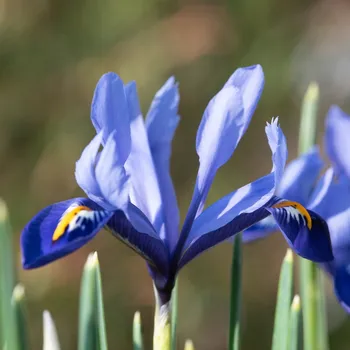 Sazenice Kosatec síťkovaný Harmony - Iris reticulata - cibulky kosatce - 3 ks