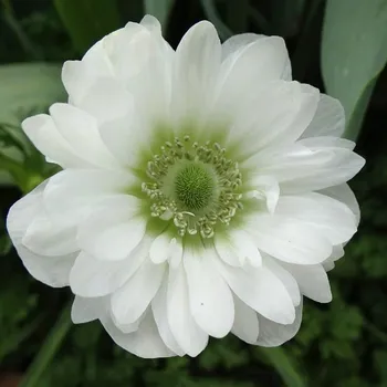 Sazenice Sasanka Mount Everest - Anemone - hlízy sasanky - 3 ks