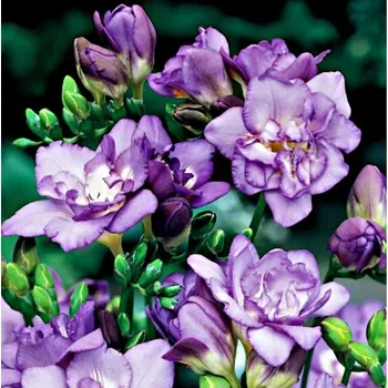 Semeno Frézie plnokvětá fialová - Freesia - hlízy frézie - 3 ks