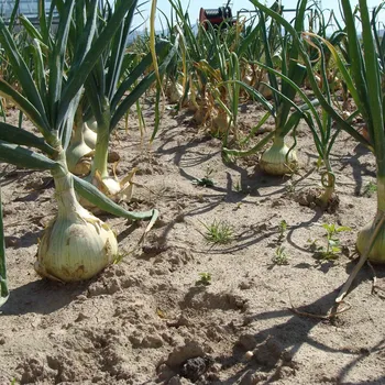 Semeno Cibule jarní salátová Globo - Allium cepa - semena cibule - 180 ks