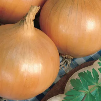 Semeno Cibule ozimá Augusta - Allium cepa - semena cibule - 250 ks