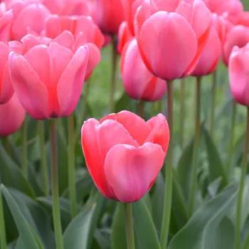 Sazenice Tulipán Pink Impression - Tulipa - cibule tulipánu - 3 ks
