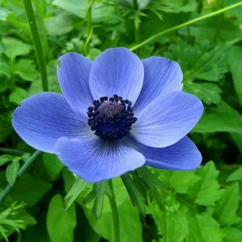 Semeno Sasanka Mr. Fokker - Anemone coronaria - hlízy sasanky - 3&nbsp;ks