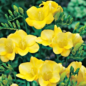 Semeno Frézie žlutá - Freesia - hlízy frézie - 3 ks