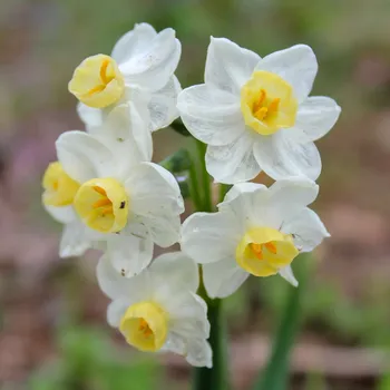 Semeno Narcis Minnow - Narcissus - cibule narcisu - 3 ks