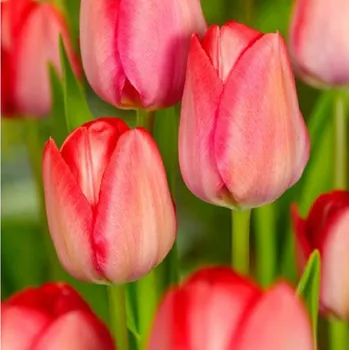 Sazenice Tulipán Van Eijk - Tulipa - cibule tulipánu - 3 ks